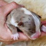 Kuglstatter Aussie, Australian Shepherds Zucht, Salzburg, Walserberg, Wals, Zertifizierter Zuchtbetrieb