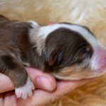 Kuglstatter Aussie, Australian Shepherds Zucht, Salzburg, Walserberg, Wals, Zertifizierter Zuchtbetrieb