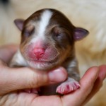 Kuglstatter Aussie, Australian Shepherds Zucht, Salzburg, Walserberg, Wals, Zertifizierter Zuchtbetrieb