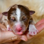 Kuglstatter Aussie, Australian Shepherds Zucht, Salzburg, Walserberg, Wals, Zertifizierter Zuchtbetrieb