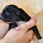 Kuglstatter Aussie, Australian Shepherds Zucht, Salzburg, Walserberg, Wals, Zertifizierter Zuchtbetrieb