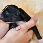 Kuglstatter Aussie, Australian Shepherds Zucht, Salzburg, Walserberg, Wals, Zertifizierter Zuchtbetrieb