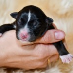 Kuglstatter Aussie, Australian Shepherds Zucht, Salzburg, Walserberg, Wals, Zertifizierter Zuchtbetrieb