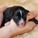 Kuglstatter Aussie, Australian Shepherds Zucht, Salzburg, Walserberg, Wals, Zertifizierter Zuchtbetrieb