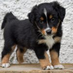 BAHIYA_Tag40_Kuglstatter-Aussie