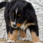 BAHIYA_Tag40_Kuglstatter-Aussie