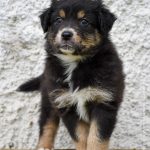 BANDITA_Tag40_Kuglstatter-Aussie