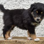 BANDITA_Tag40_Kuglstatter-Aussie