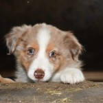 BISKUIT_Tag60_Kuglstatter_Aussies