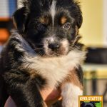 CaraMia-CWurf-Kuglstatter Aussies