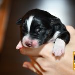 CaraMia_C-Wurf_Kuglstatter_Aussies