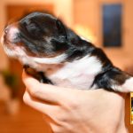 CaraMia_Woche1_C-Wurf_Kuglstatter_Aussies