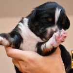 CaraMia_Woche2_C-Wurf_Kuglstatter_Aussies