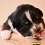 CaraMia_Woche2_C-Wurf_Kuglstatter_Aussies