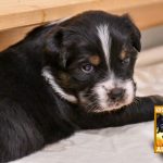 CaraMia_Woche4_C-Wurf_Luna-Kuglstatter-Aussies_2025