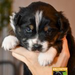 CaraMia_Woche4_C-Wurf_Luna-Kuglstatter-Aussies_2025