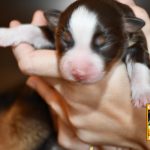 Chocolate_C-Wurf_Kuglstatter_Aussies