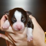 Chocolate_C-Wurf_Kuglstatter_Aussies