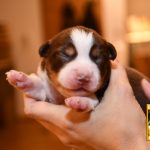 Chocolate_Woche1_C-Wurf_Kuglstatter_Aussies