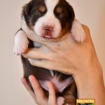 Chocolate_Woche2_C-Wurf_Kuglstatter_Aussies