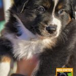 Cinderella-CWurf-Kuglstatter Aussies