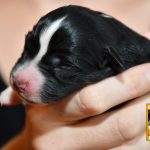 Cinderella_C-Wurf_Kuglstatter_Aussies