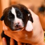 Cinderella_Woche1_C-Wurf_Kuglstatter_Aussies