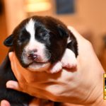 Cinderella_Woche1_C-Wurf_Kuglstatter_Aussies