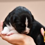 Cinderella_Woche2_C-Wurf_Kuglstatter_Aussies