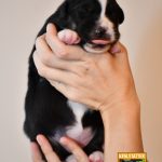 Cinderella_Woche2_C-Wurf_Kuglstatter_Aussies