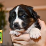 Cinderella_Woche4_C-Wurf_Luna-Kuglstatter-Aussies_2025