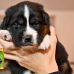 Cinderella_Woche4_C-Wurf_Luna-Kuglstatter-Aussies_2025