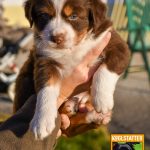 Chocolate-CWurf-Kuglstatter Aussies