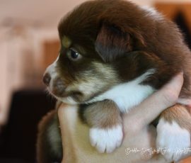 DIANA_D-Wurf_Kuglstatter-Aussies