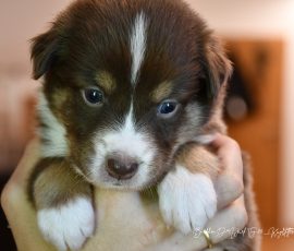 DIANA_D-Wurf_Kuglstatter-Aussies
