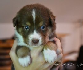 DIANA_D-Wurf_Kuglstatter-Aussies