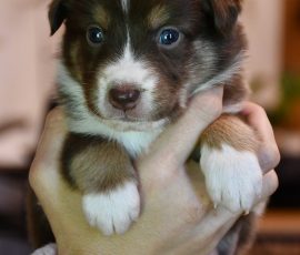 DIANA_D-Wurf_Kuglstatter-Aussies