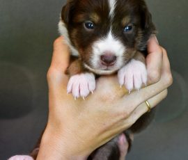 DIANA_D-Wurf_Kuglstatter-Aussies_Tag17