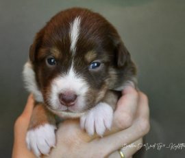 DIANA_D-Wurf_Kuglstatter-Aussies_Tag17