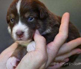 DIANA_D-Wurf_Kuglstatter-Aussies_Tag17