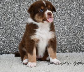 DIANA_D-Wurf_Tag32_Kuglstatter_Aussies
