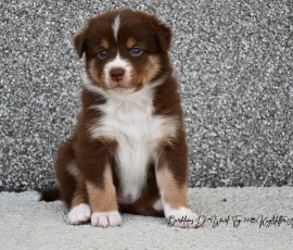 DIANA_D-Wurf_Tag32_Kuglstatter_Aussies