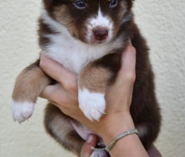 DIANA_D-Wurf_Tag32_Kuglstatter_Aussies