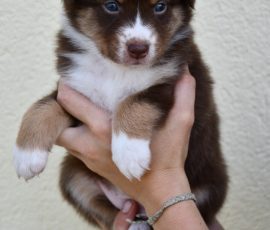 DIANA_D-Wurf_Tag32_Kuglstatter_Aussies