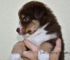 DIANA_D-Wurf_Tag32_Kuglstatter_Aussies