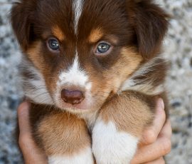 DIANA_D-Wurf_Tag39_Kuglstatter_Aussies
