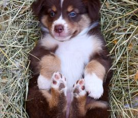 DIANA_D-Wurf_Tag39_Kuglstatter_Aussies