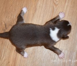 DIJAY_Tag10_D-Wurf_Kuglstatter_Aussies