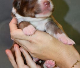 DIJAY_Tag10_D-Wurf_Kuglstatter_Aussies