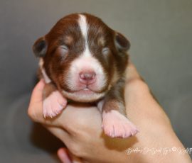 DIJAY_Tag10_D-Wurf_Kuglstatter_Aussies